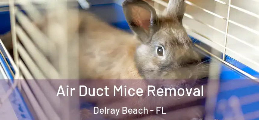  Air Duct Mice Removal Delray Beach - FL